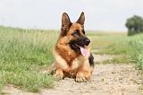 BERGER ALLEMAND 742